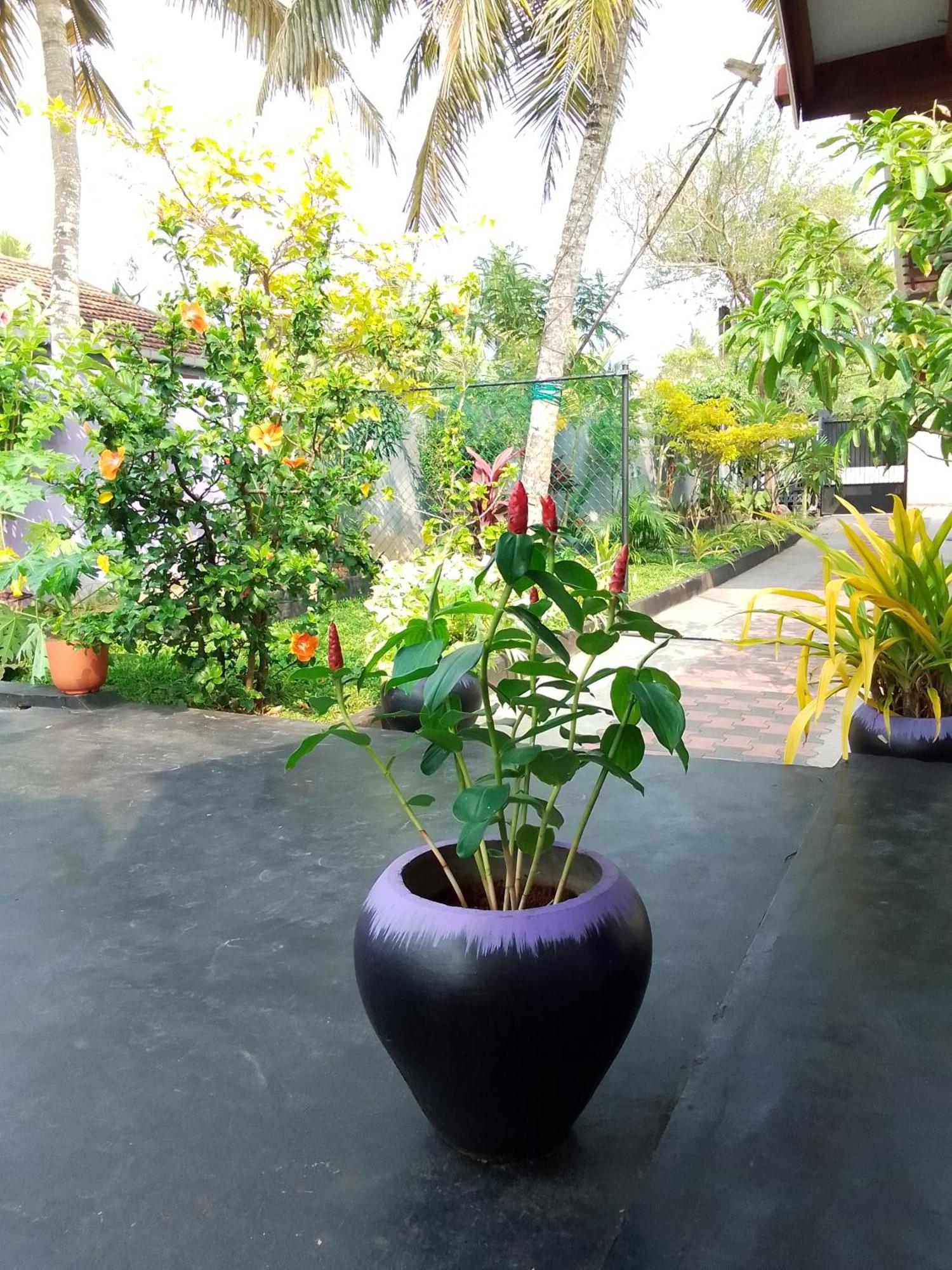 Mirissa Surf Villa Экстерьер фото